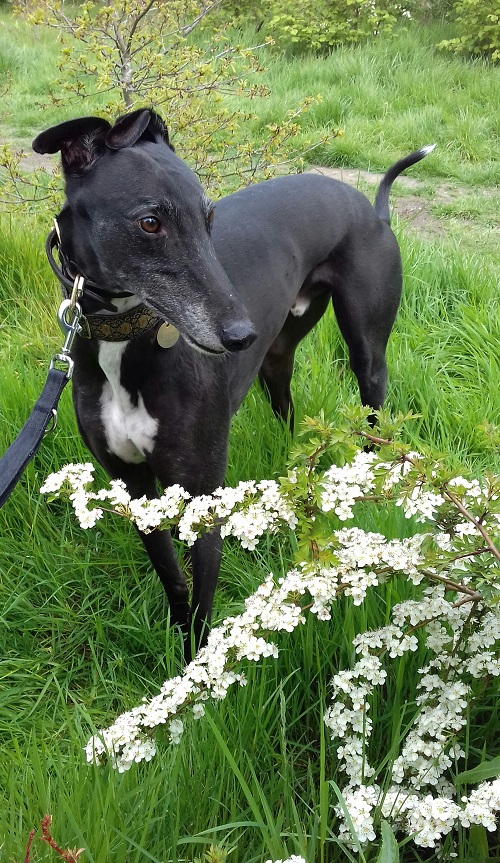 Ed demonstrates how a black greyhound's camouflage can help it to blend into the background. (Calzaghe) Ed was in Walsall Arboretum - he's now 5 years old.