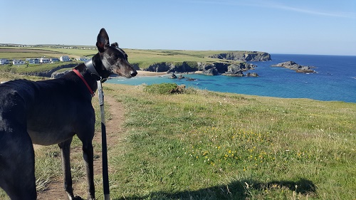 A couple of images of Charlie (aka Kieron in kennels) enjoying his hollibobs.