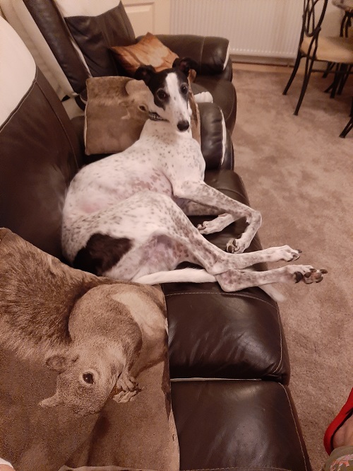 Happy Hounds in Homes November 2019
