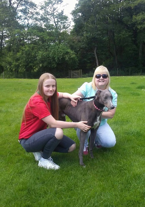 Lovely blue boy Alan changed his name to Leo as he left our kennels with the Loftus family