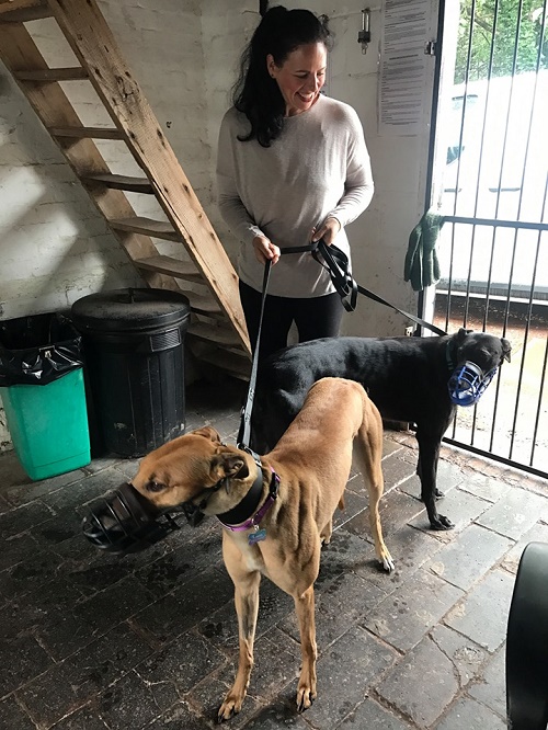 Kate changed her name to Nila as she left a very rainy kennels to join the Lappin family and their existing hound Luna
