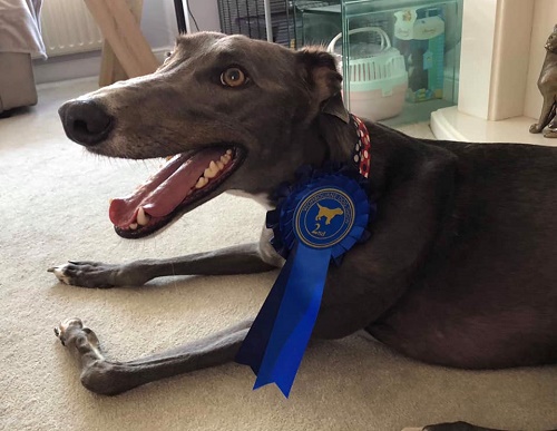 Here’s our Leo, settled in lovely. Entered him in a fun dog show and he came 2nd.