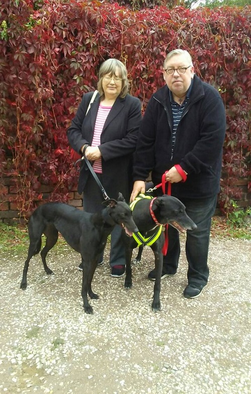 Gentle girl Lolly changed her name to Alys as she left us to become a new companion for Alfy and the Laverick family