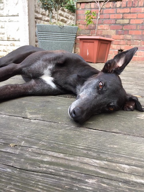 Our Kat. Just had a bath and now she's sunning herself, snoozing. Settled in lovely and has all the greyhound gentle men after her. 