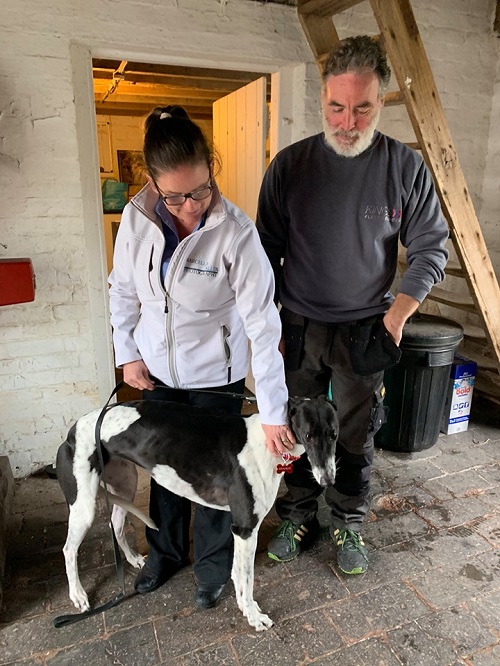 Pretty girl Harlequin kept her name as she left the kennels for her new life with the Allen family