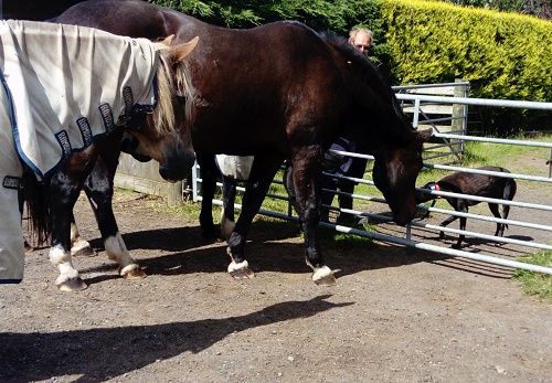 Fluffy meeting the horses for the first time