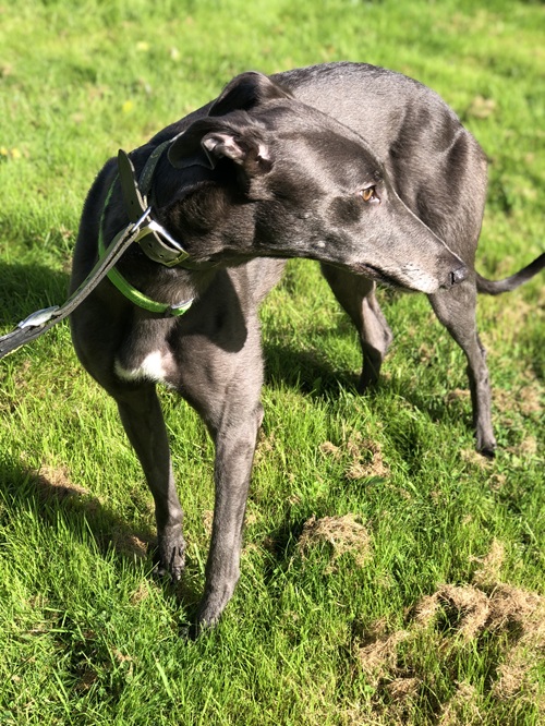 Della
