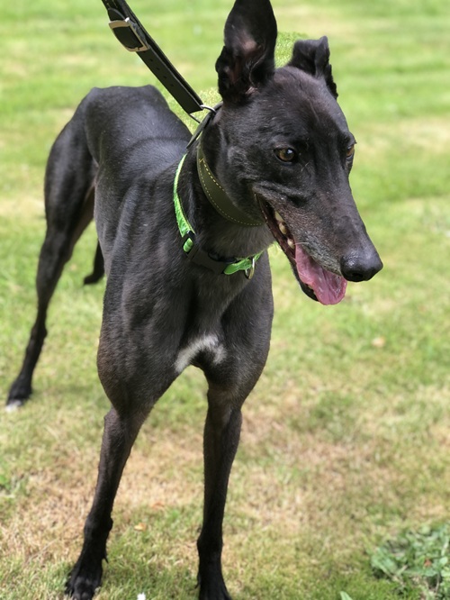 Duke