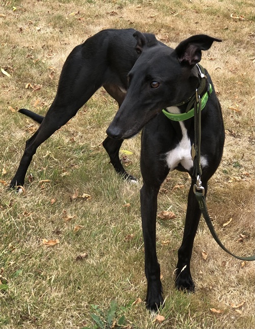Duncan