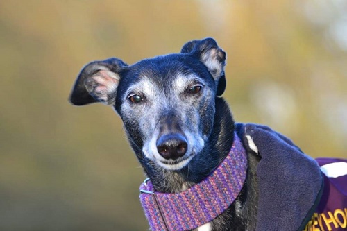 Black beauty Skye will be 13 years old in June. She's certainly rocking the 'grey'hound look!