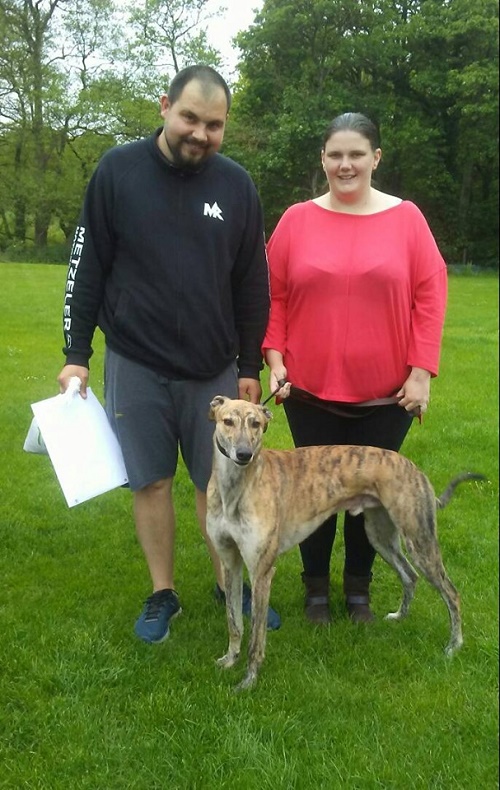 Gorgeous brindle hound Figgy kept his name as he left us for his new life with the Crompton family