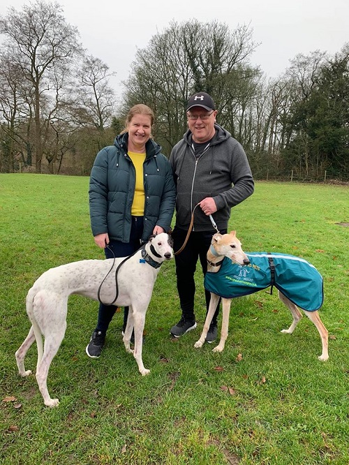 And the last hound to leave us in 2019 is handsome chap Frosty, who changed his name to Danny as he left for his forever home with the Evans family and his new hound brother Monty