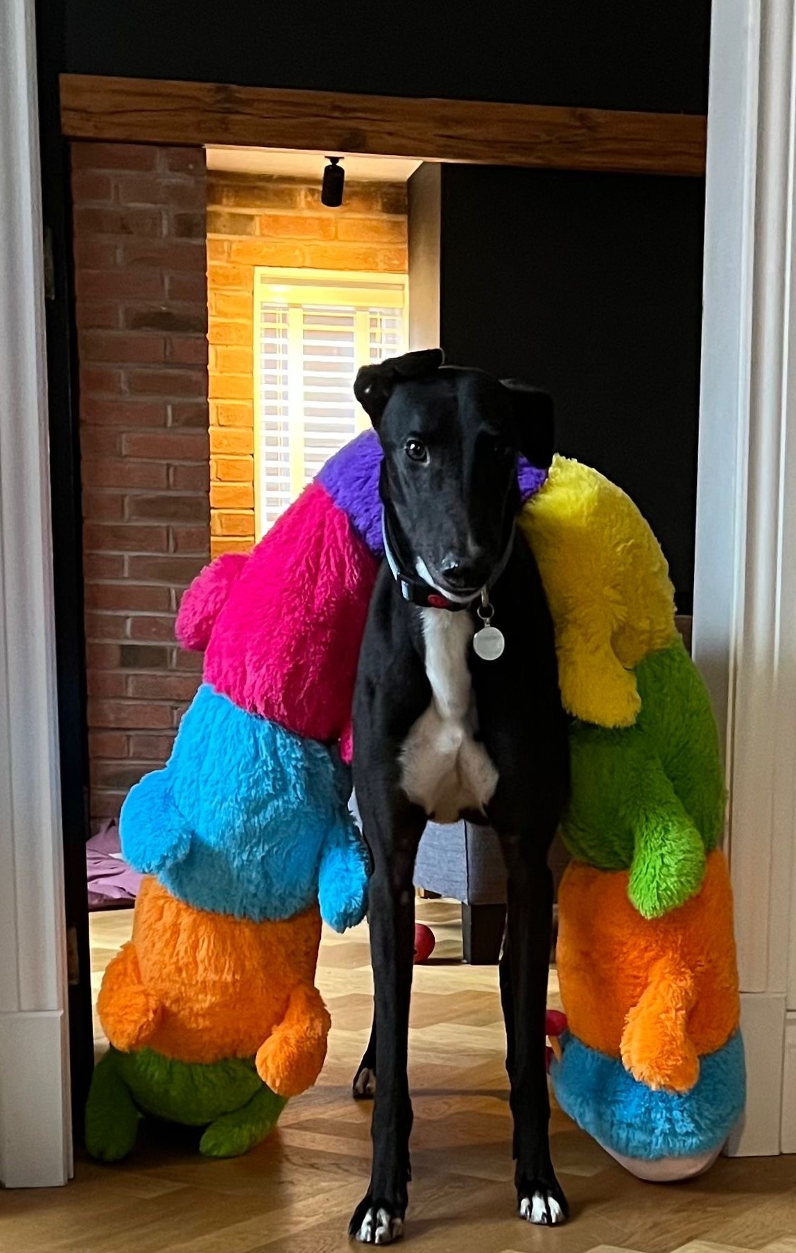 happy homed hounds 2026