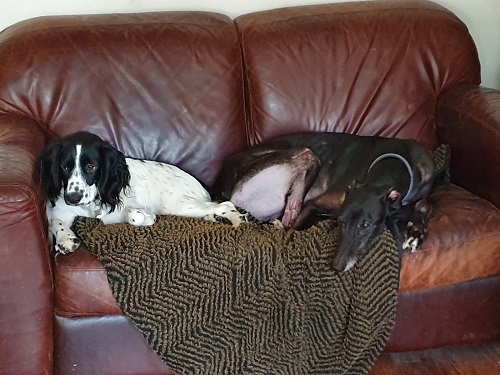 Taylor (Tiptoe Away) with his little fur sis, he also has two greyhound brothers, 1 human bro and 2 human sisters.  He will be 10 this year and is our grumpy grandad dog.