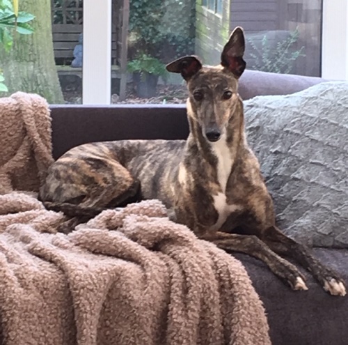 The gorgeous Megan. A really beauty who loves the sofa (and posing for photos). 