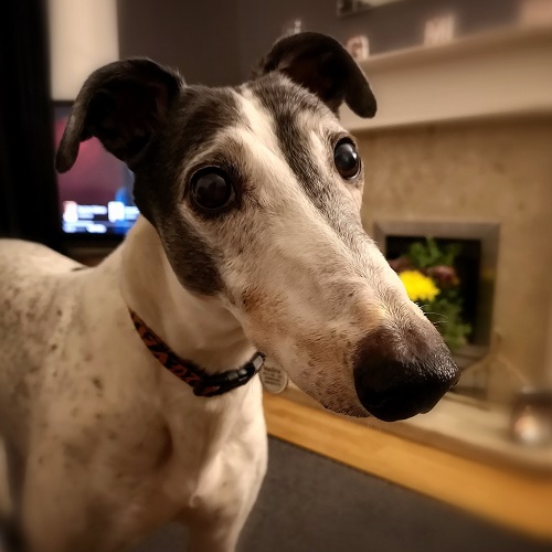 Here is Madina, her kennel name was Fallon, and her racing names was Fischer light. She was adopted from Wolverhampton RGT in 2011 at the age of four, and is now twelve.