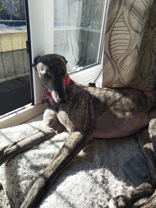 This is Bubbles, she loves lots of cuddles and attention. Here she is sunbathing by her balcony! 