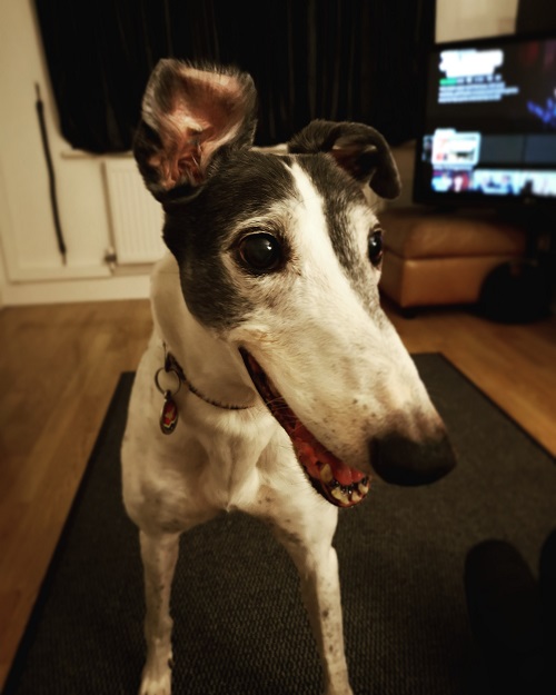 Happy Hounds in Homes October 2019