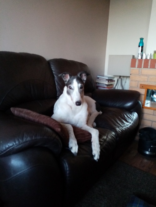 Bailey who was formerly known in the kennels as Sammy has been in his forever home for 5 years. He may well be 12 years of age but still has a spring in his step and loves to either be in front of the fire or on his sofa. 
