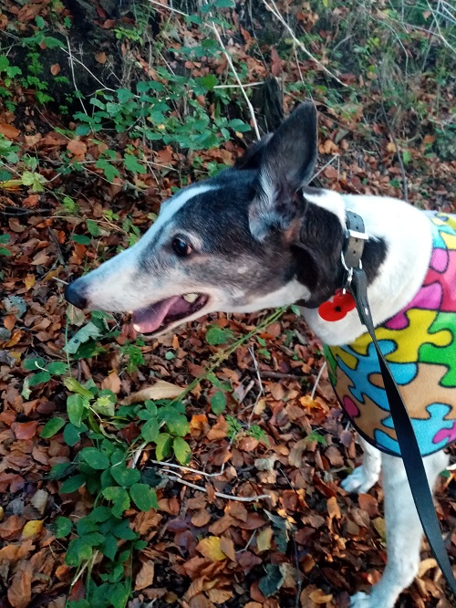 Bailey who was formerly known in the kennels as Sammy has been in his forever home for 5 years. He may well be 12 years of age but still has a spring in his step and loves to either be in front of the fire or on his sofa. 