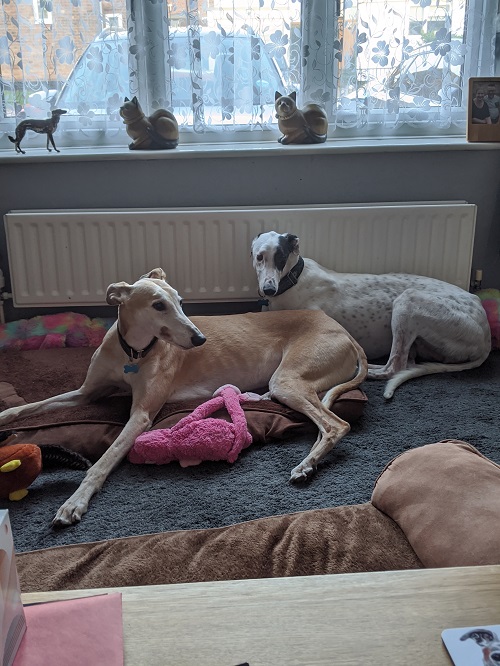 Happy Hounds in Homes December 2019