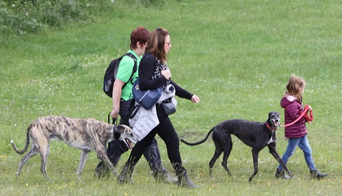 Great Global Greyhound Walk - 9th June 2019