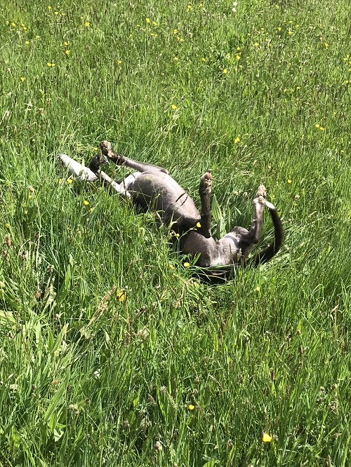 Blu enjoying a roll in the long grass of the kennel field.