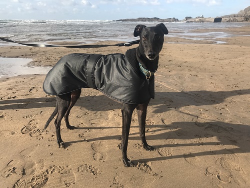 Jet enjoying a day at the beach