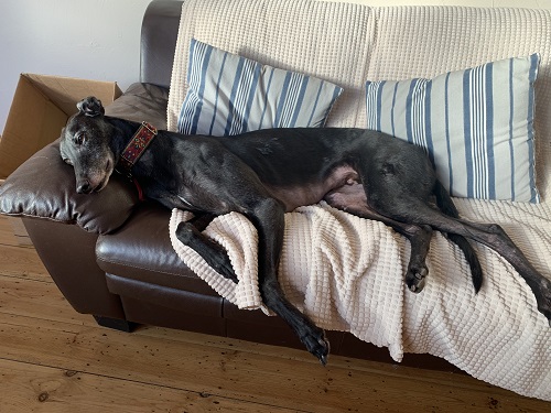 Happy Hounds in Homes January 2020