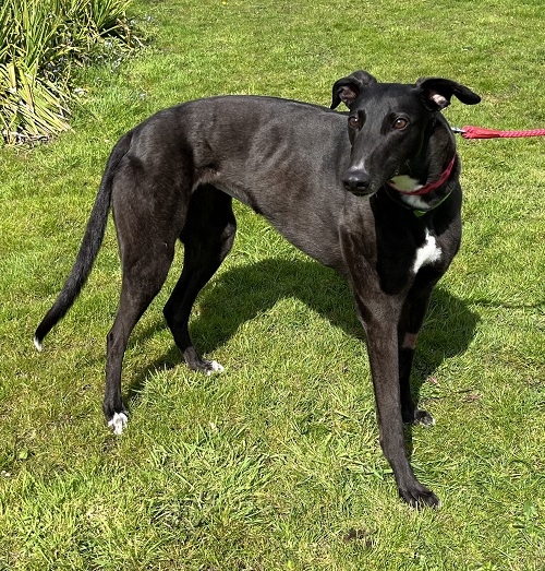 Elsie