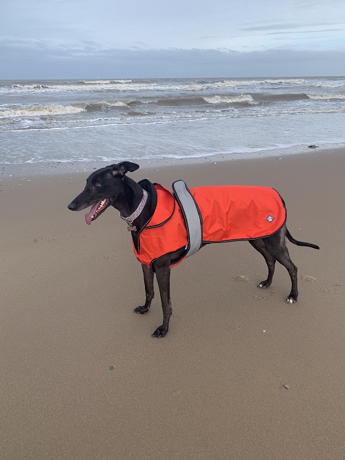 This is Shelby who was adopted from the greyhound trust in Wolverhampton on 01-09-2019, she has settled in so well and is part of our family.  This is her first time at the beach - she loved it!