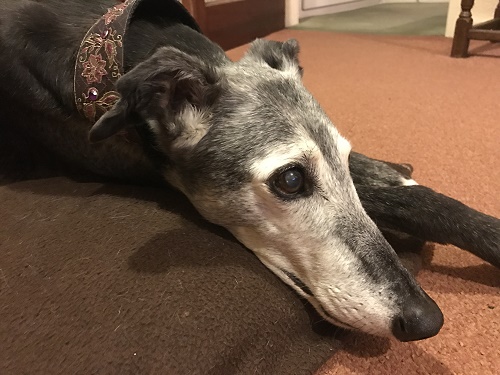 Star relaxing on her bed