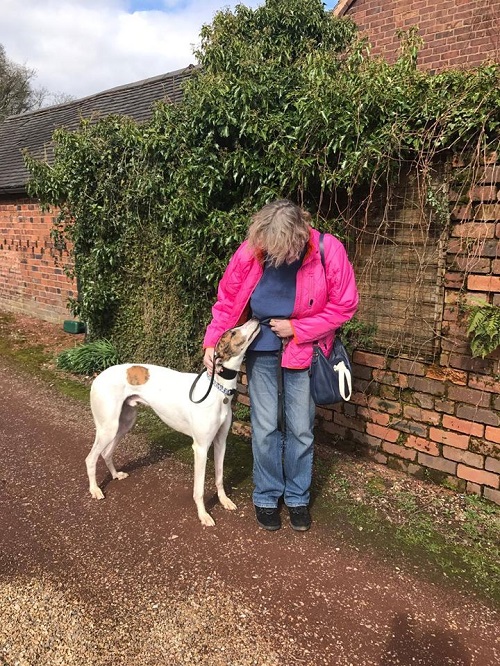 Handsome chap Scout left for his forever home with Sarah and her other dogs Fizzy and Rufus