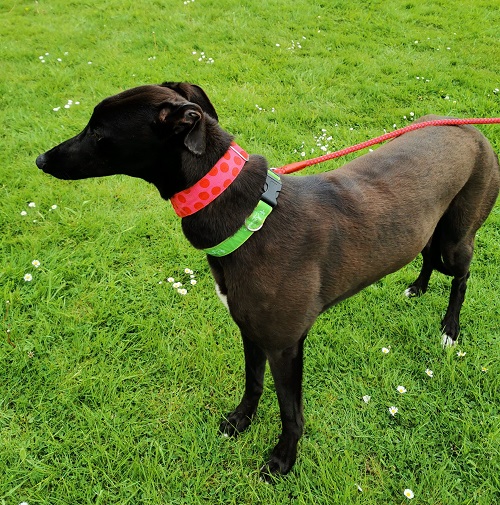 Stella