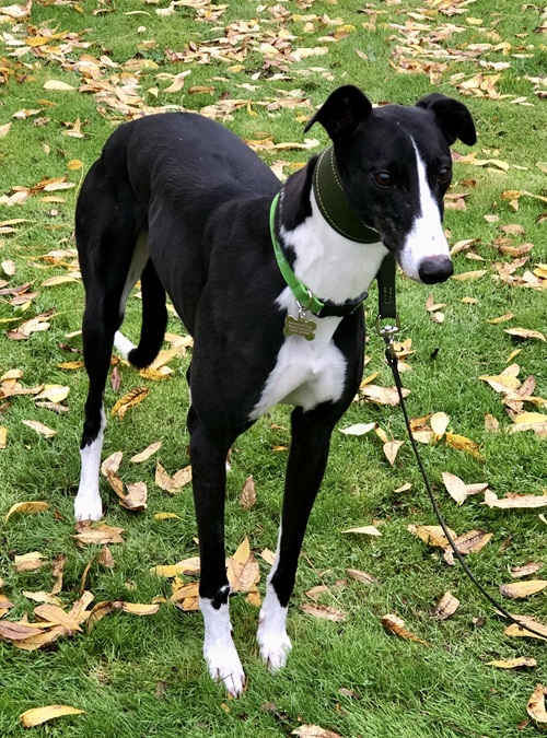 Zoe