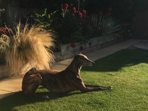 Meg was frightened of the open space of our small garden when we first got her. Now she loves it.