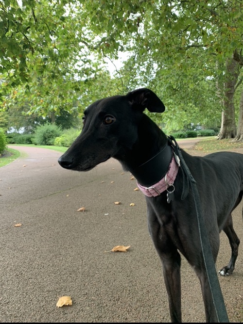 My name is Shelby and I left the Greyhound Trust in Wolverhampton on 1 September 2019, I love my new home. I am really spoiled and looked after