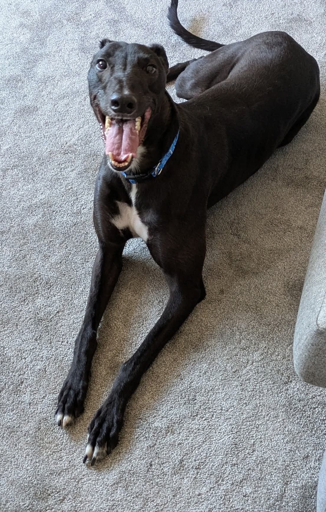 happy homed hounds 2026