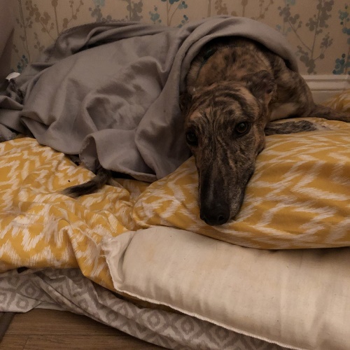 Monty all snuggled up and ready for bed. He just loves to sleep!