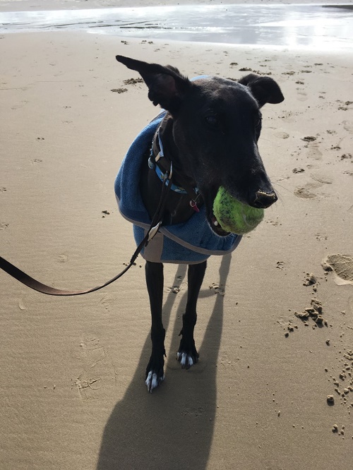 This is Honey (was Sugar/Shaneboy Georgie), loving Norfolk beach. She has really settled into her home in Leicestershire.