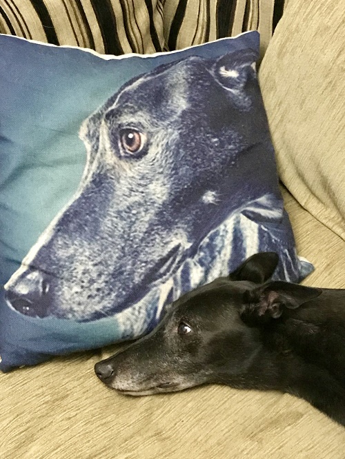 Woody might have to share the settee but this is literally his pillow. 