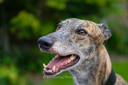 We only collected Meg from you three days ago and so she is still a bit anxious about her new surroundings but eating and drinking well and with her gentle nature she is a delight