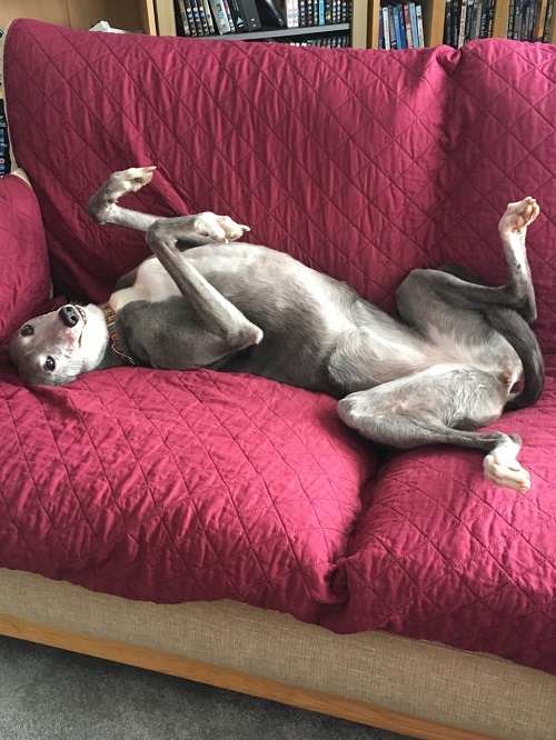 We rehomed Ardera Candy from you 5 years ago we now live in Northern Ireland and as you can see from the photo she is enjoying life